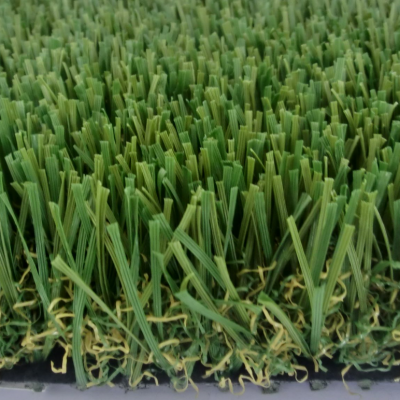 高尔夫果岭边草（进口）