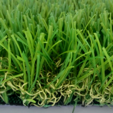 高尔夫果岭边草（国产）